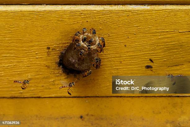 Jatai Bees Building Their Wax Nest Stock Photo - Download Image Now - 2015, Animal Antenna, Bee