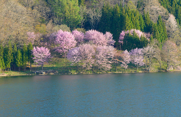 istock Cherry blossoms in Omachi, Nagano, Japan 471364066