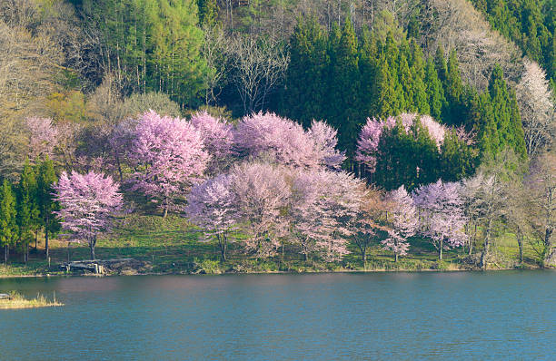 istock Cherry blossoms in Omachi, Nagano, Japan 471364068