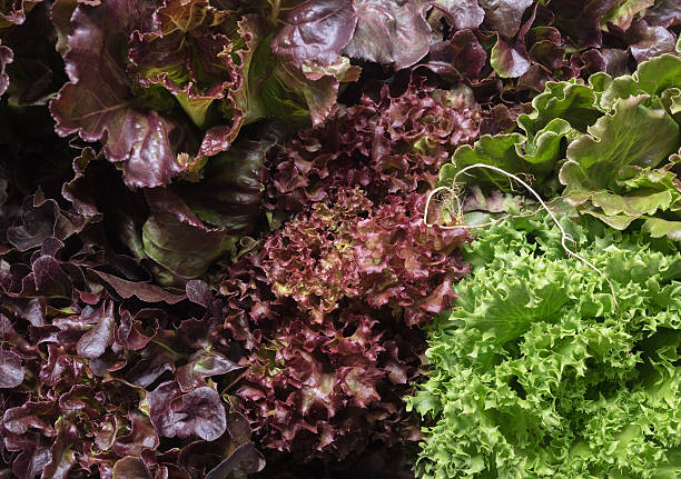 istock Fresh salad mix with rucola, frisee, radicchio 471364120
