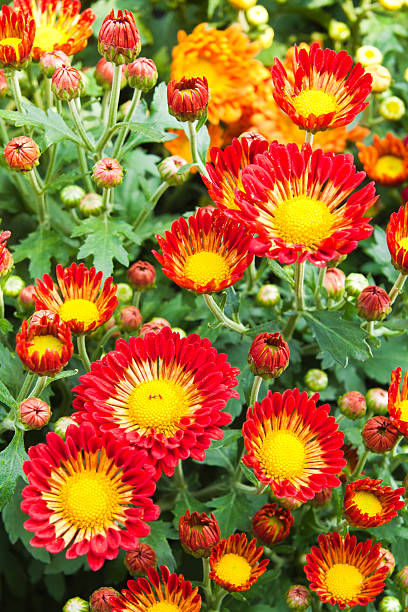 istock Plant of red flower 471364177