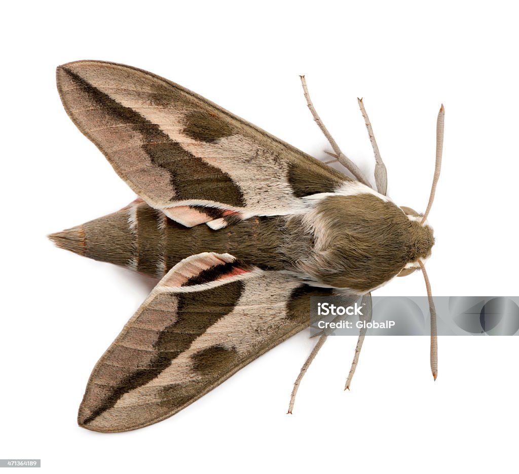 Spurge Hawk, Hyles Euphorbiae - Foto de stock de Animal libre de derechos