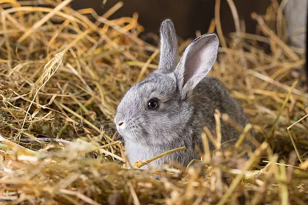 Photo of Rabbit on Dry Grass