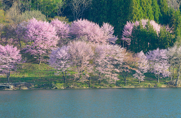 istock Cherry blossoms in Omachi, Nagano, Japan 471364324
