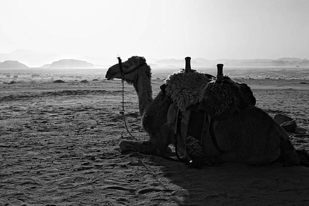 Camel in the desert stock photo