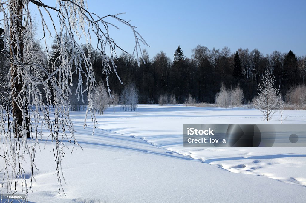 Die russische Winter - Lizenzfrei Ast - Pflanzenbestandteil Stock-Foto