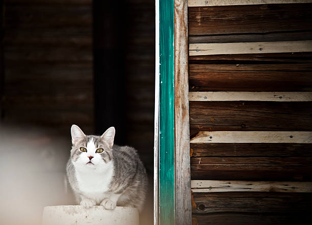 istock Cat Guarding the country house ! 471365495