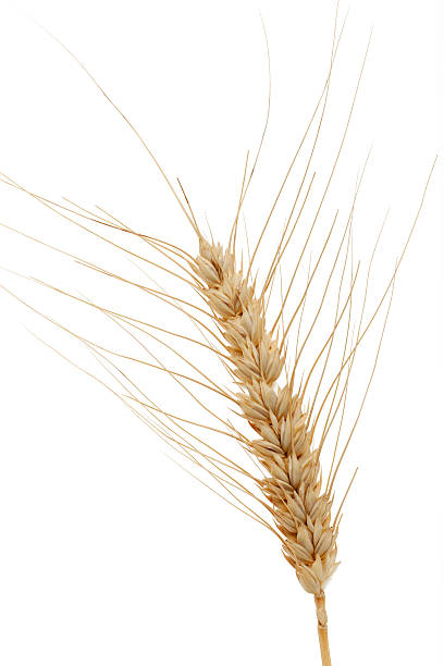 istock Ear of cereal plant 471365939