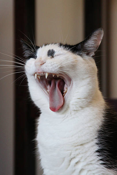 istock Yawning, singing or screaming cat with open mouth 471366532