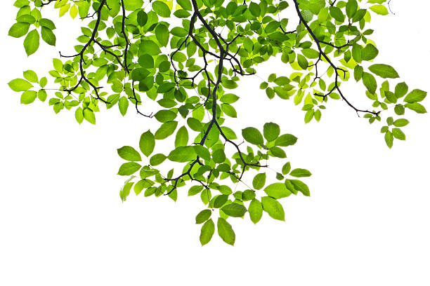 istock green leaves isolated on white bakcground 471366535