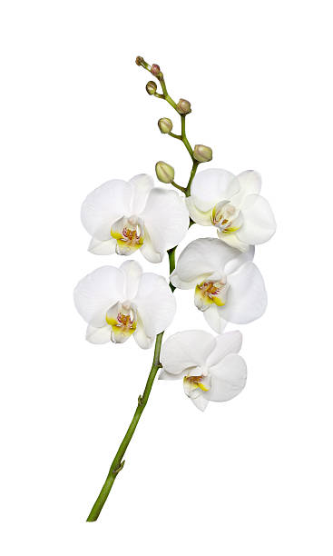 Cтоковое фото орхидея
