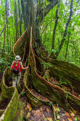 Hiker among the buttress roots of a large specimen of Santinay tree, one of the tallest trees in the tropical rainforest on mainland Saint Vincent. Photo taken along the Vermont Nature Trail. Saint Vincent & the Grenadines. Canon EOS 5D Mark II