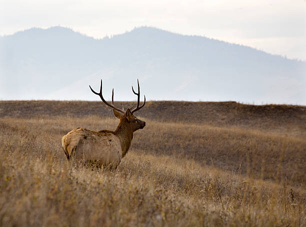 istock Male Elk National Bison Range Charlo Montana 471366662