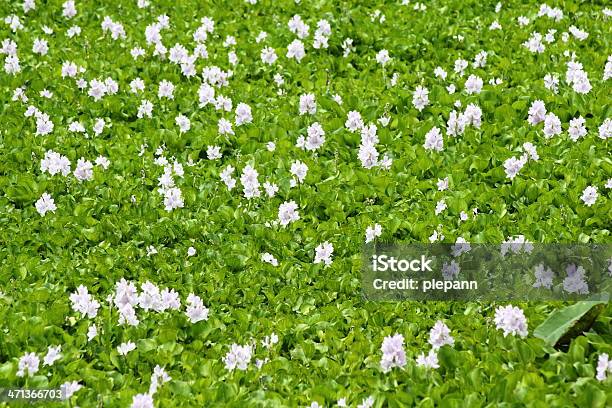 Flor Jacintodeágua - Fotografias de stock e mais imagens de Ao Ar Livre - Ao Ar Livre, Canteiro de flores, Cor de rosa