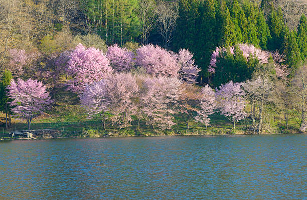 istock Cherry blossoms in Omachi, Nagano, Japan 471366710