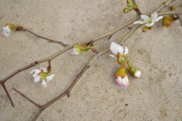 mayhaw (eastern pode hawthorn) árvore ramos budding - hawthorn flower single flower spring imagens e fotografias de stock