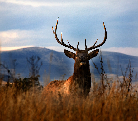 Large Male Elk with Rack of Horns National Bison Range Charlo Montana