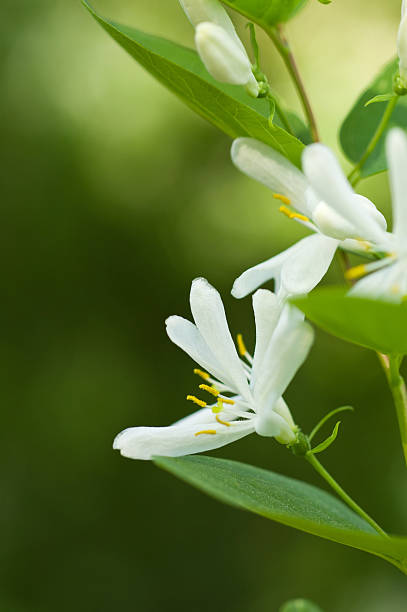 White honeysuckle in blossom stock photo