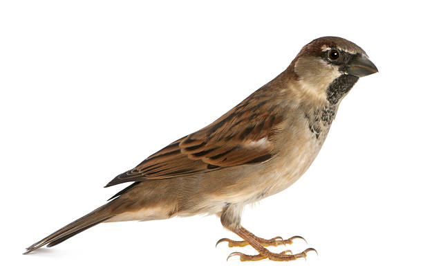 istock male House Sparrow - Passer domesticus (5 months old) 471367937