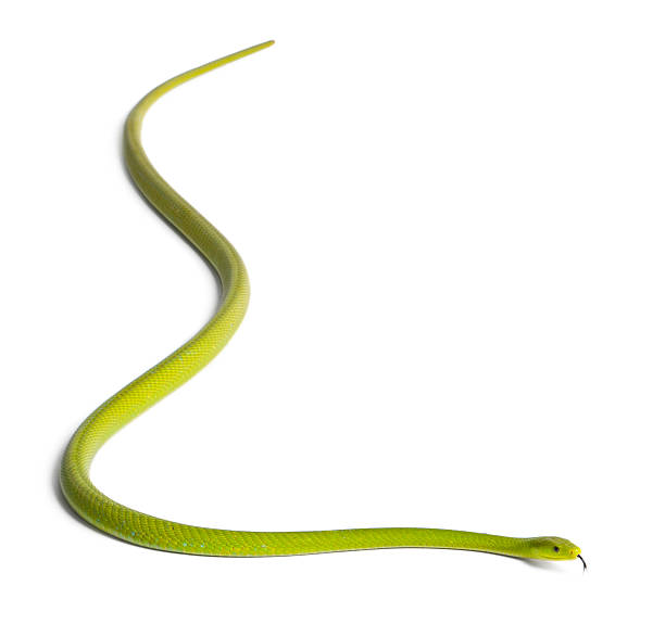 istock Eastern green mamba  - Dendroaspis angusticeps, poisonous, white background 471367939