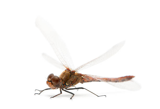 istock Large Red Damselfly - Pyrrhosoma nymphula 471367951
