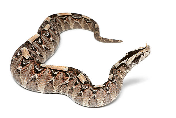 istock rhinoceros viper, river jack - Bitis nasicornis X gabonica, poisonous 471367955