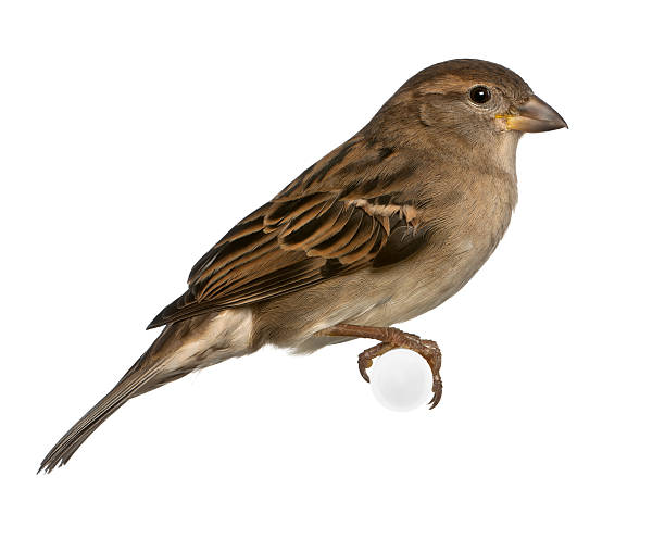 istock female House Sparrow - Passer domesticus (5 months old) 471367963