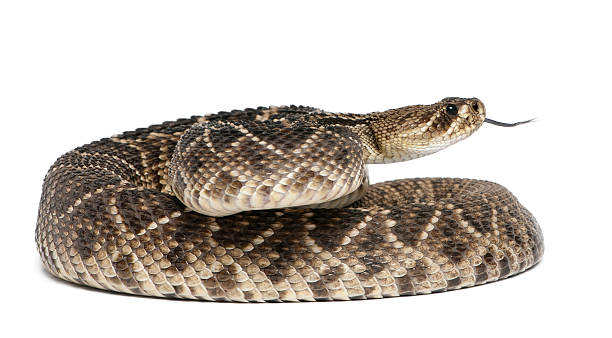 istock eastern diamondback rattlesnake - Crotalus adamanteus , poisonous, white background 471367965
