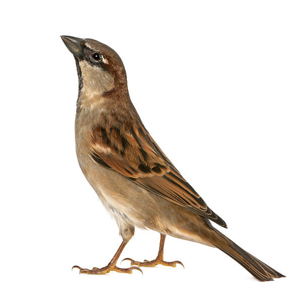 istock male House Sparrow - Passer domesticus (5 months old) 471367971