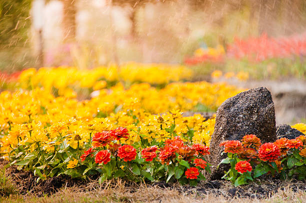 istock watering orange and yellow flowers with rock 471368581