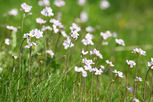 wiesenschaumkraut - Cardamine pratensis Cuckoo Flower Lady's Smock