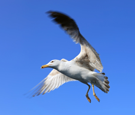 Seagull soaring over the sea