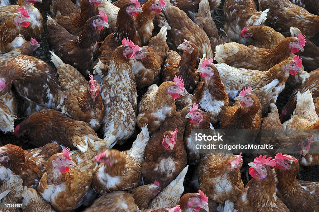 Chickens Free range chickens. Chicken - Bird Stock Photo