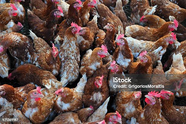 Chickens Stock Photo - Download Image Now - Chicken - Bird, Crowded, Agriculture