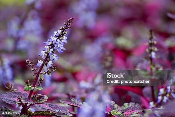 Fiore Colorato - Fotografie stock e altre immagini di Accendere (col fuoco) - Accendere (col fuoco), Aiuola, Allegro