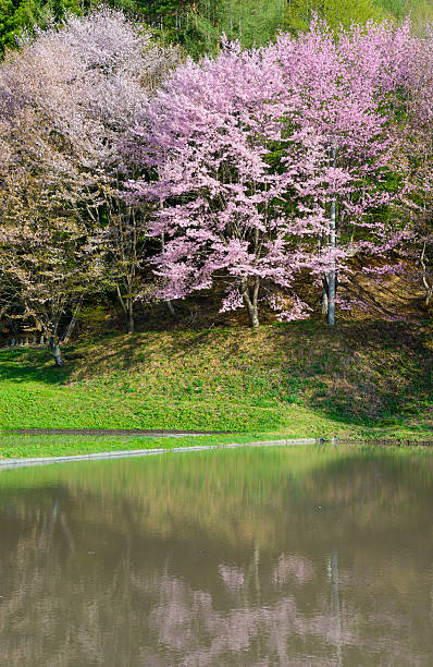istock Cherry blossoms in Omachi, Nagano, Japan 471369320
