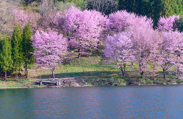 istock Cherry blossoms in Omachi, Nagano, Japan 471369540