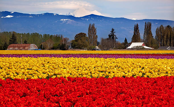 istock Red Yellow Tulips Flowers Mt Baker Skagit Valley Washington Stat 471369970
