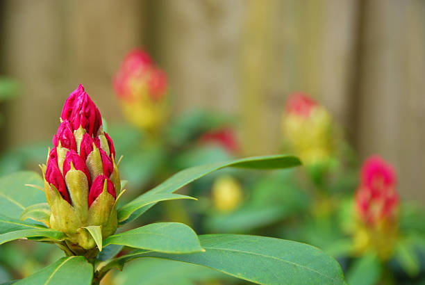 Bud of a red Rhododendron standing in an Ornamental garden. Just before the opening.