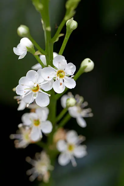Blooming Cherry Laurel (lat. Prunus laurocerasus Schipkaensis Macropylla)