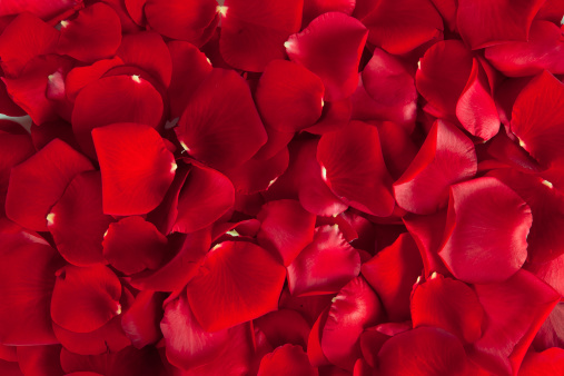Red rose petals isolated on white background.