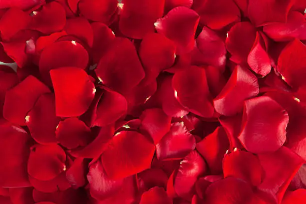 Photo of Red  rose petals