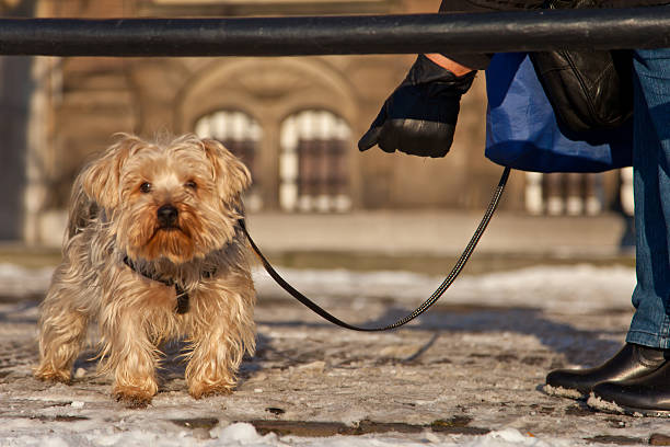 Dog on the street in Netherlands stock photo