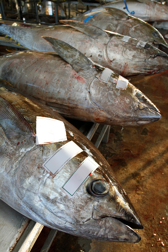 Huge Yellowfin tuna being labeled and weighed before being shipped to countries around the globe - General Santos Fishport Complex - General Santos City, Philippines