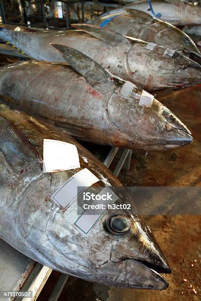 Свежие Тунец Для Обработки — стоковые фотографии и другие картинки Желтопёрый тунец - Желтопёрый тунец, Без людей, Вертикальный