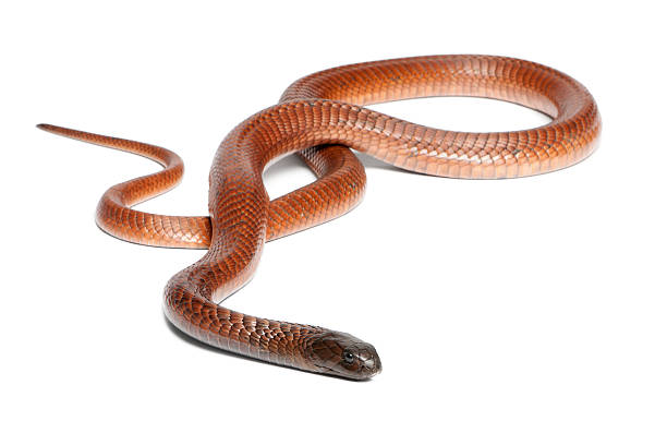 istock Egyptian cobra - Naja haje, poisonous, white background 471371229