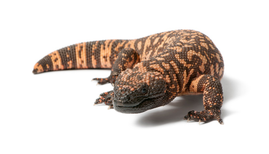 Gila monster - Heloderma suspectum, poisonous, white background