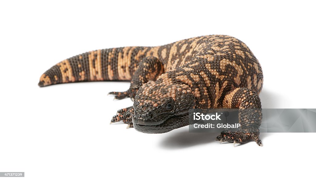 Gila monster - Heloderma suspectum, poisonous, white background Gila Monster Stock Photo