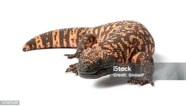 Gila Monster Heloderma Suspectum Poisonous White Background Stock Photo - Download Image Now
