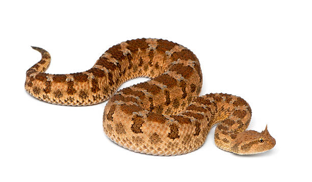 istock Saharan horned viper, poisonous, white background 471371243